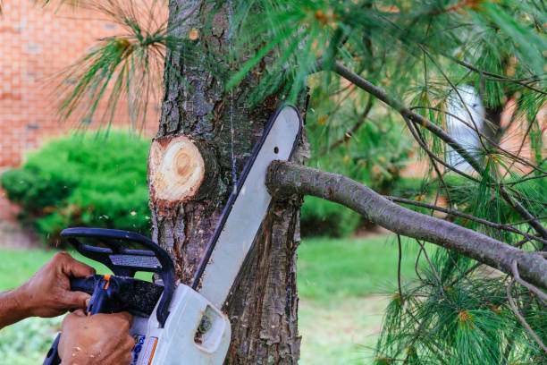 Tree Branch Trimming in Paradise Hills, NM